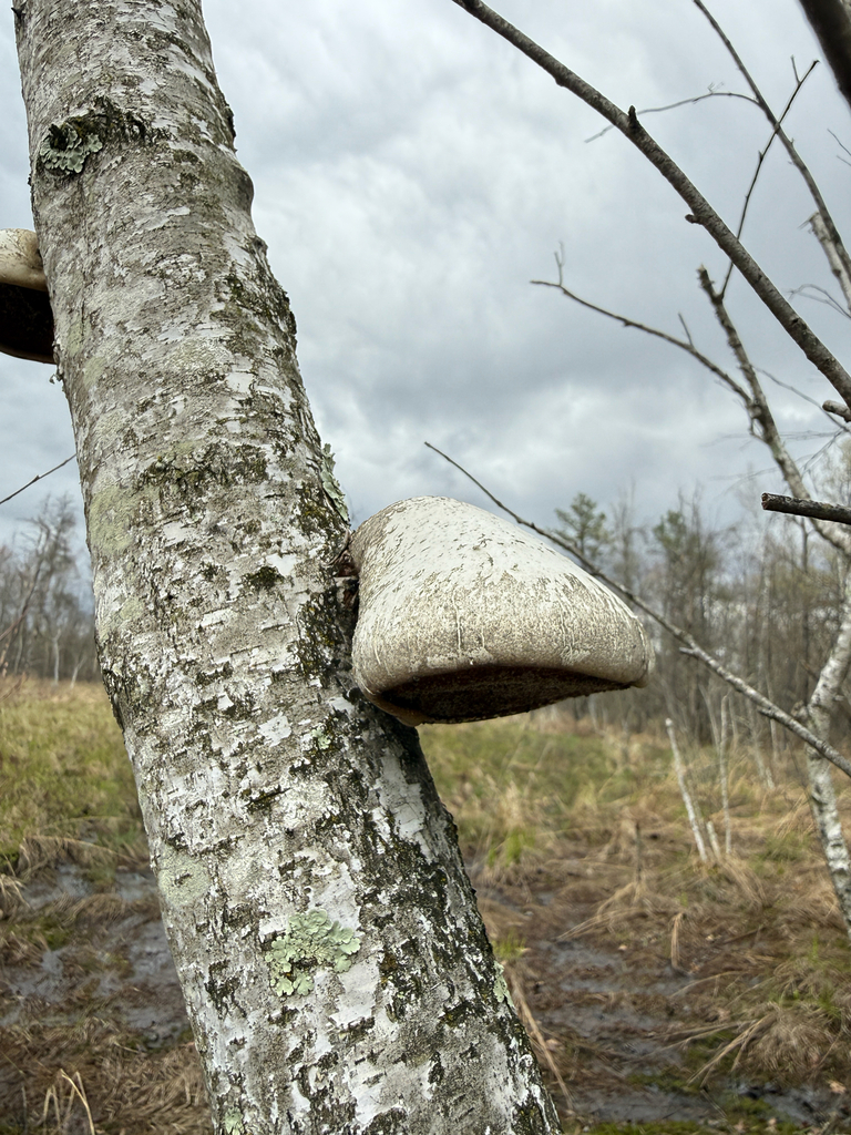 Fomitopsis betulina · April 2026 · photo: © brandoncorder (iNaturalist, cc-by)