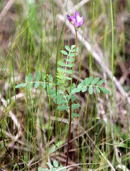 Astragalus nuttallianus