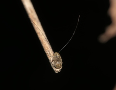Exillis