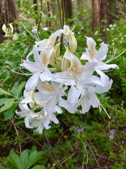 Rhododendron occidentale