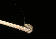 Exillis