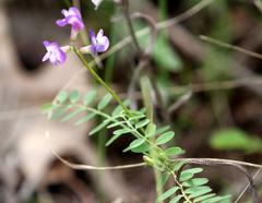 Astragalus nuttallianus