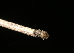 Exillis
