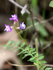 Astragalus nuttallianus