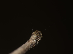 Exillis