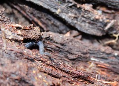 Plethodon cinereus