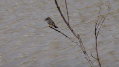 Pyrocephalus rubinus