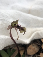 Chiloglottis curviclavia