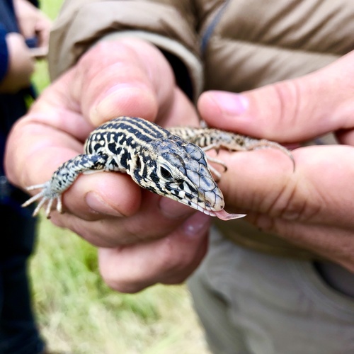 iNaturalist observation photo of Western Whiptail