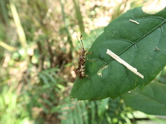 Thranius multinotatus