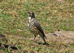 Turdus simensis