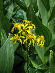 Senecio triangularis