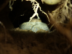 Manis pentadactyla pentadactyla