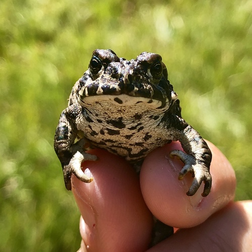 iNaturalist observation photo of Yosemite Toad