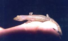 Sphaerodactylus