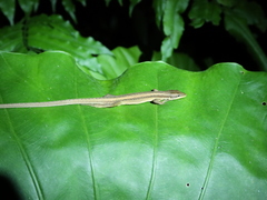 Takydromus kuehnei