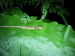 Takydromus kuehnei