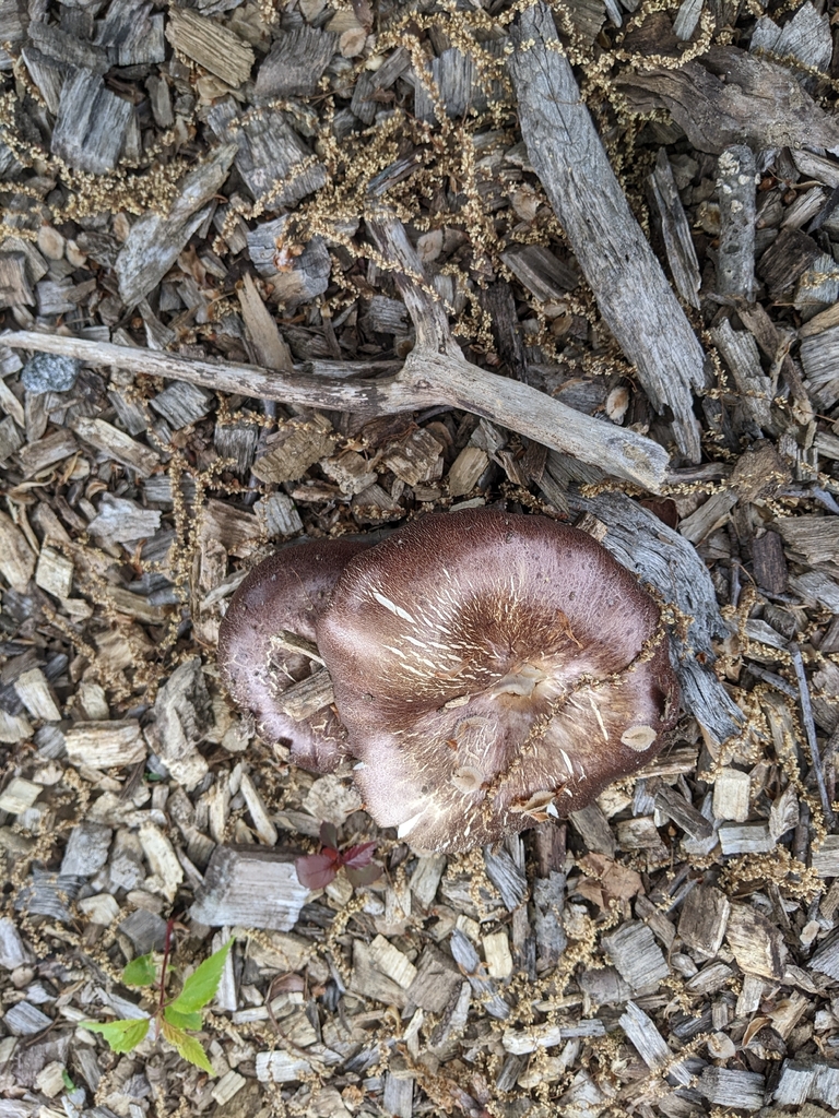 Stropharia rugosoannulata · April 2026 · photo: © aftertheteacups (iNaturalist, cc-by)