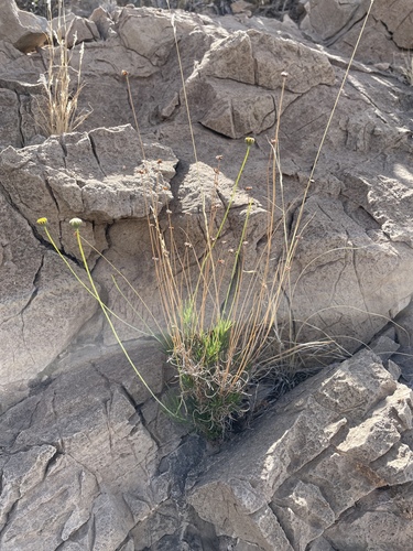 longstalk greenthread