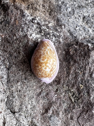 Cypraea albuginosa observed 2026-04-26
