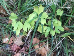 Ginkgo biloba