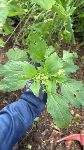 Chenopodiastrum murale observed 2026-04-29