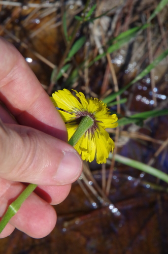 Image of Helenium drummondii by (c) Eric Knight, some rights reserved (CC BY)