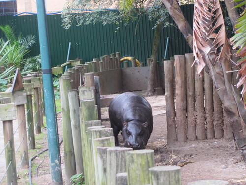 Pygmy Hippopotamus