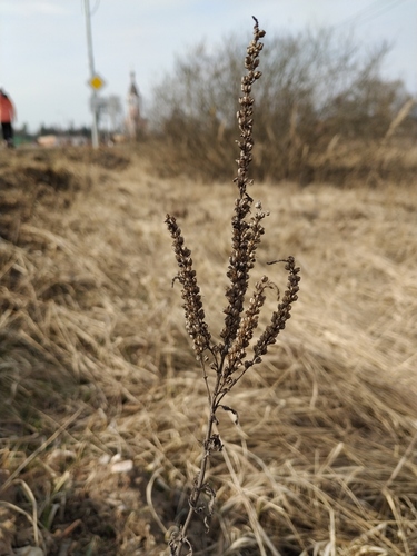 Long-leaved Speedwell