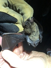 Myotis volans