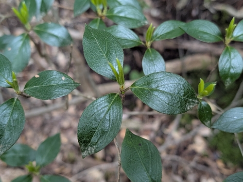 Rhododendron tashiroi iNat (1)