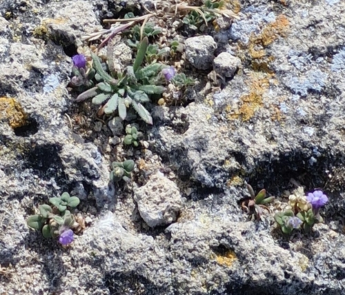 Chaenorhinum serpyllifolium (Chaenorhinum serpyllifolium)