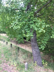 Ginkgo biloba