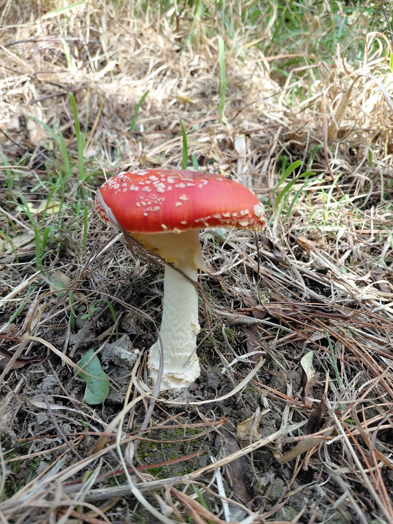 Amanita muscaria · April 2026 · photo: © esthercocker_ (iNaturalist, cc0)