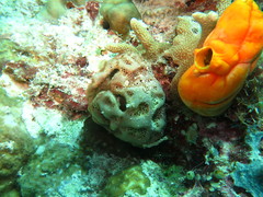Aplidium breviventer