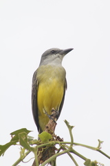 Tyrannus melancholicus