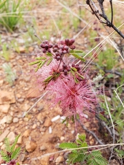 Calliandra eriophylla