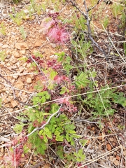 Calliandra eriophylla