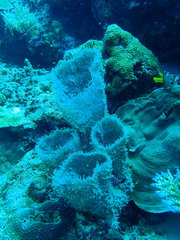 Callyspongia