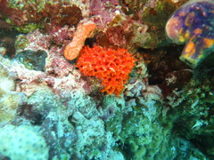 Callyspongia