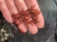 Cumathamnion decipiens