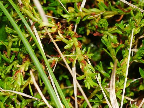 Myriophyllum pedunculatum observed 2026-04-25