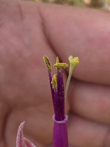 Tillandsia intermedia, photograph 2