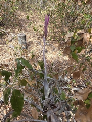 Tillandsia intermedia, photograph (c) Adrian Bojorquez, some rights reserved (CC BY-SA)