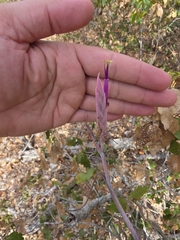 Tillandsia intermedia, photograph (c) Adrian Bojorquez, some rights reserved (CC BY-SA)