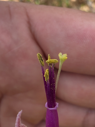 Tillandsia intermedia, photograph 5
