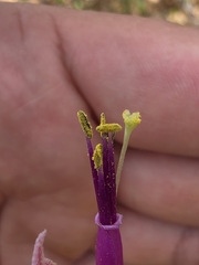 Tillandsia intermedia, photograph (c) Adrian Bojorquez, some rights reserved (CC BY-SA)