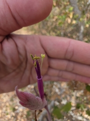Tillandsia intermedia, photograph (c) Adrian Bojorquez, some rights reserved (CC BY-SA)