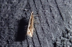 Eudonia steropaea