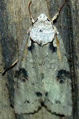 Lithophane querquera